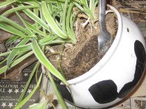 Use a fork, if necessary, to loosen the edge, and to help remove the plant from its old pot