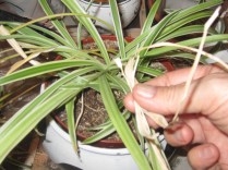 Pinch off any dead leaves with your fingers -- Never Use Scissors