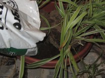 Fill in the spaces along the sides with additional fresh soil