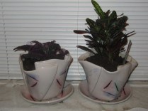 Happy in their New Homes