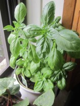 BasilnegO, only a few weeks later...