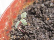 New Life Springs Forth