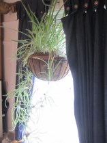 They seem so Happy Now, Together in their Hanging Pot