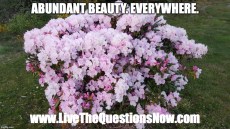Abundant Beauty