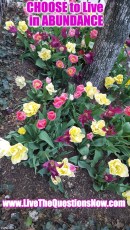 Abundant Tulips